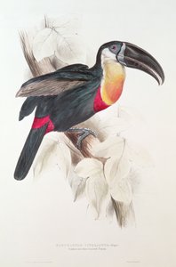 Sulphur and White Breasted Toucan, 19th Century